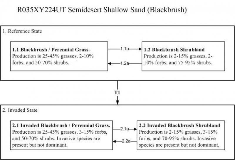 Model diagram