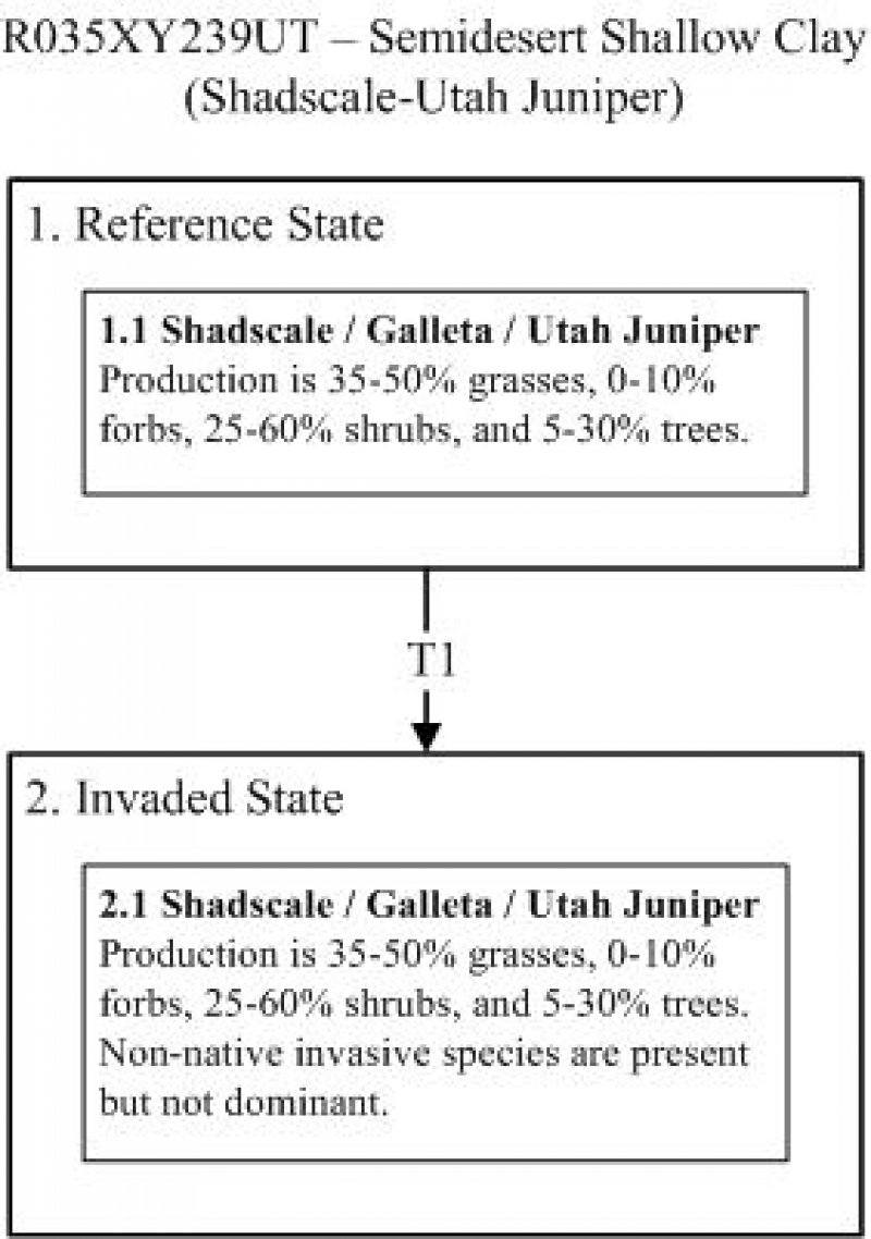 Model diagram