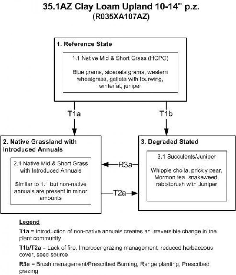 Model diagram