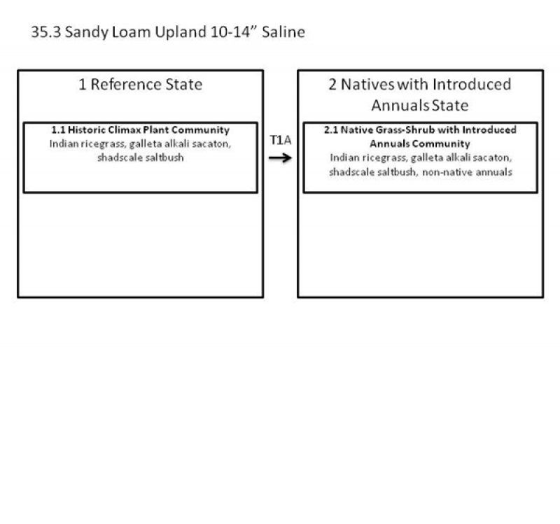 Model diagram