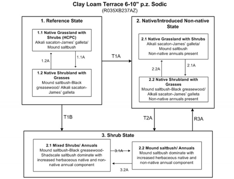 Model diagram