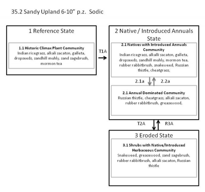 Model diagram