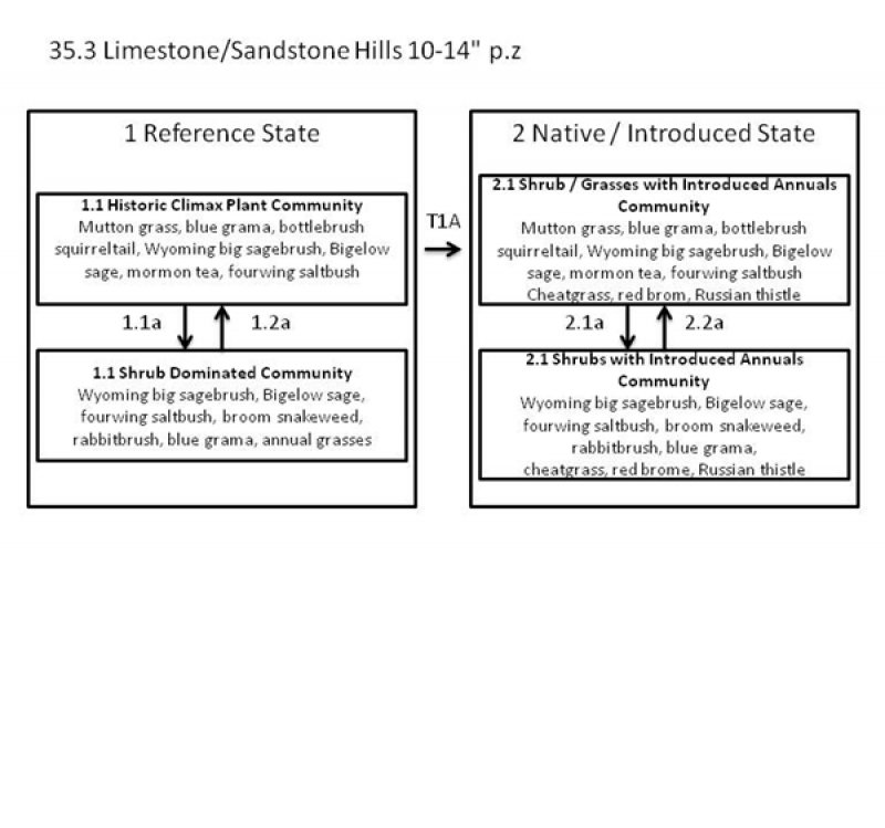 Model diagram