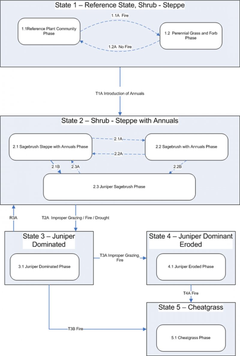 Model diagram
