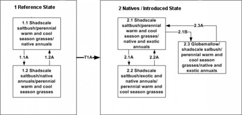 Model diagram