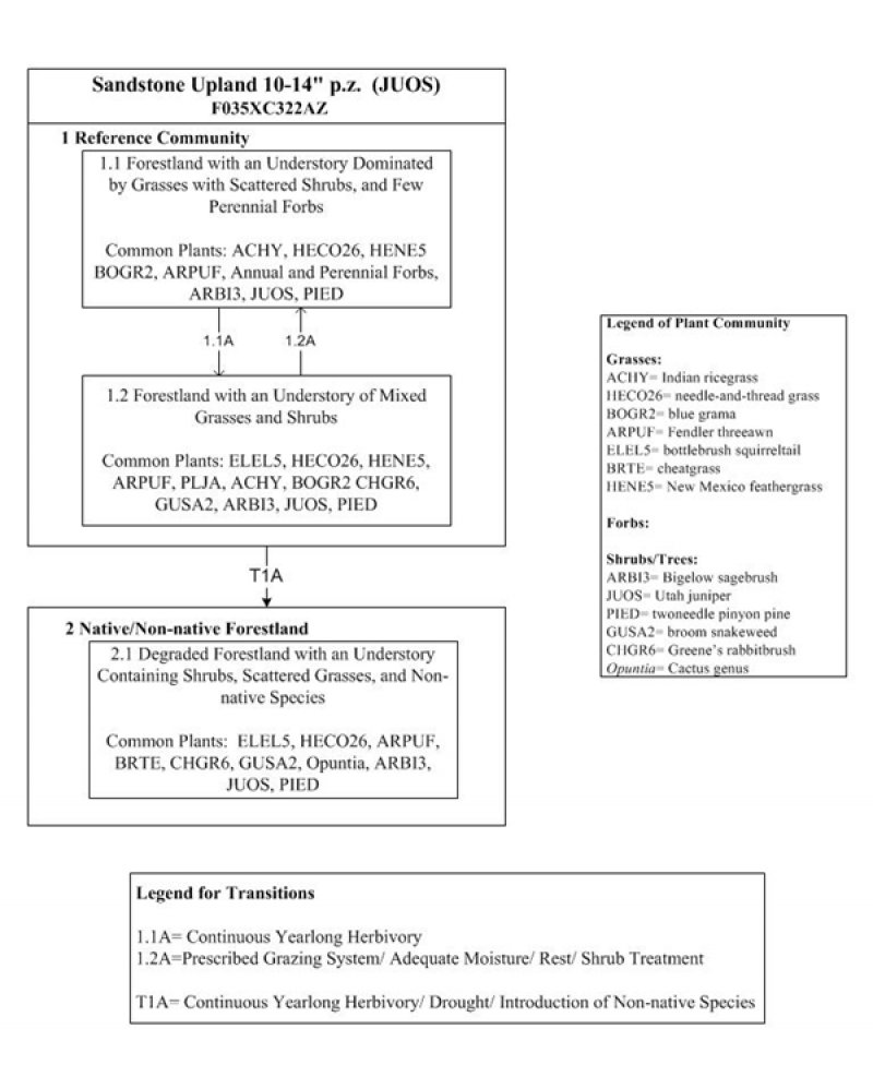 Model diagram