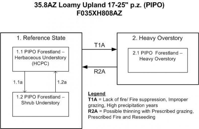 Model diagram