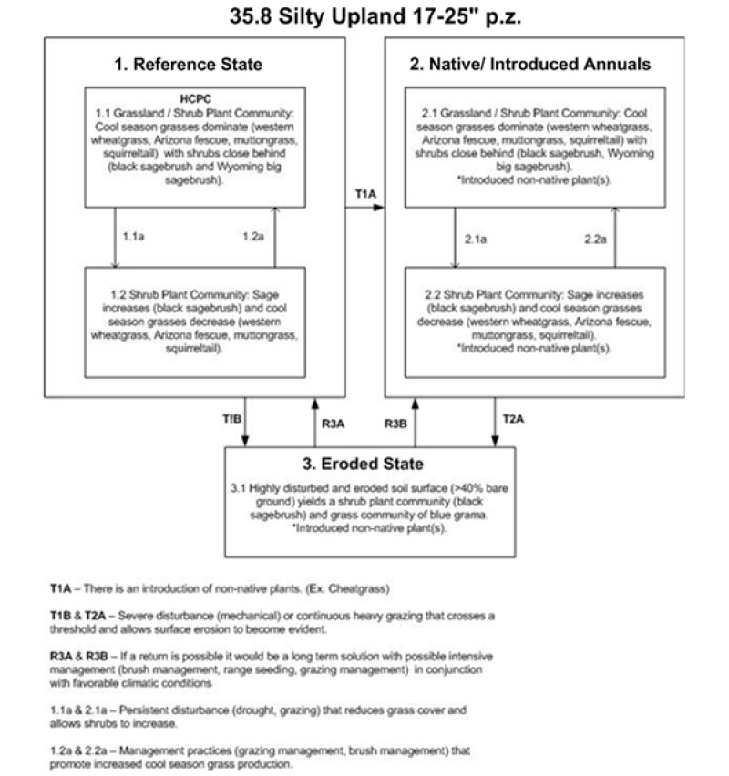 Model diagram