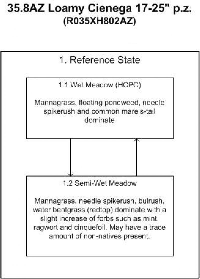 Model diagram