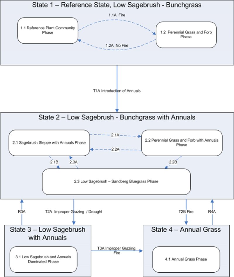 Model diagram