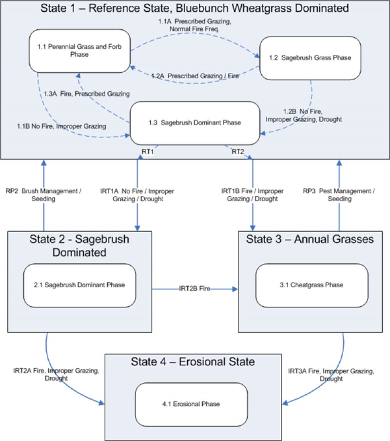 Model diagram
