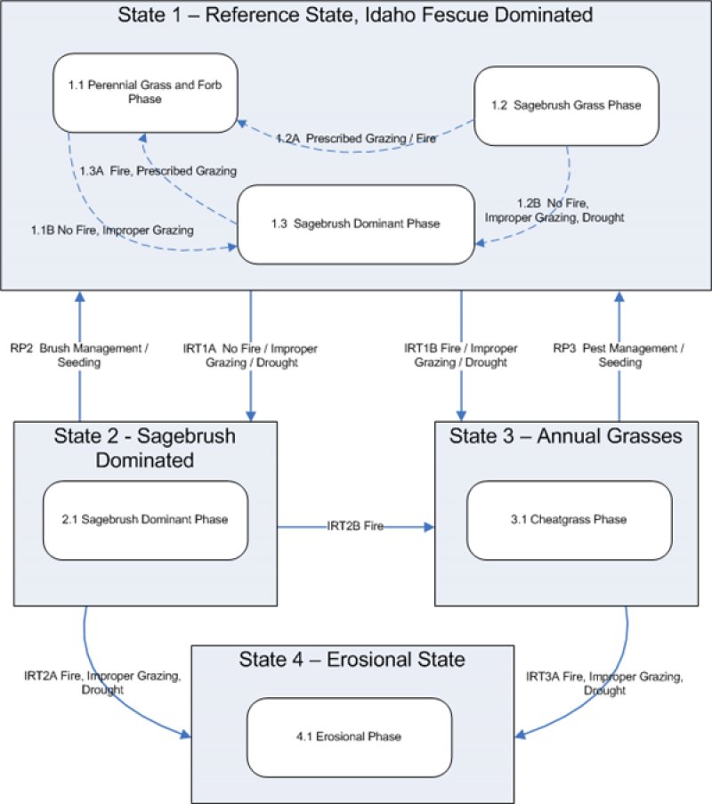 Model diagram