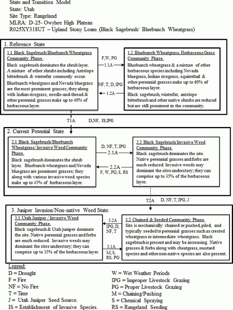 Model diagram