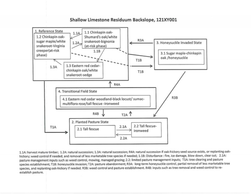 Model diagram