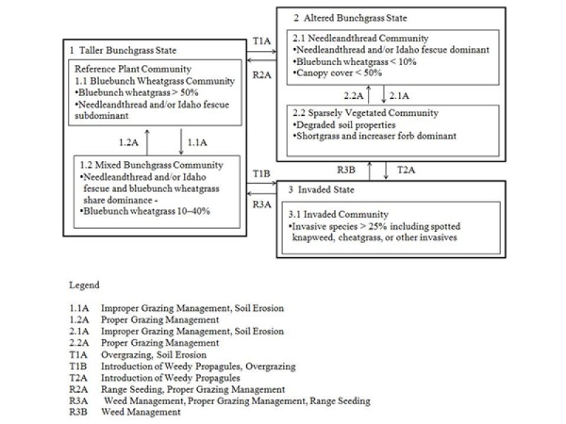 Model diagram