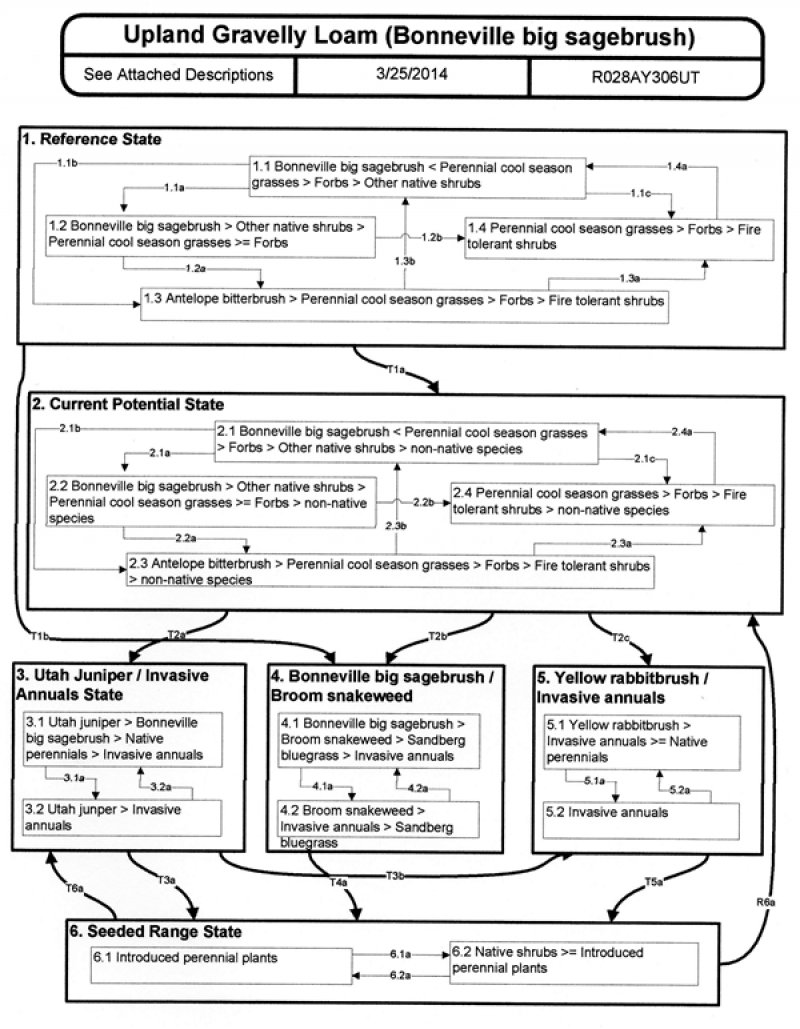 Model diagram