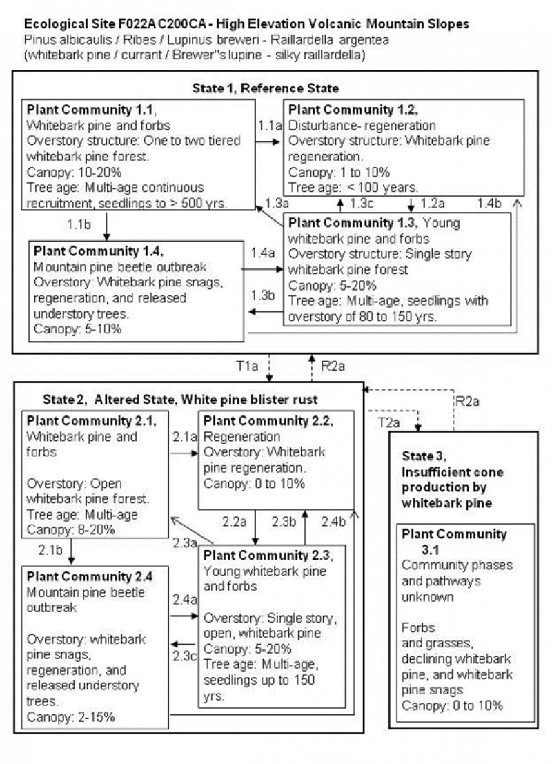 Model diagram