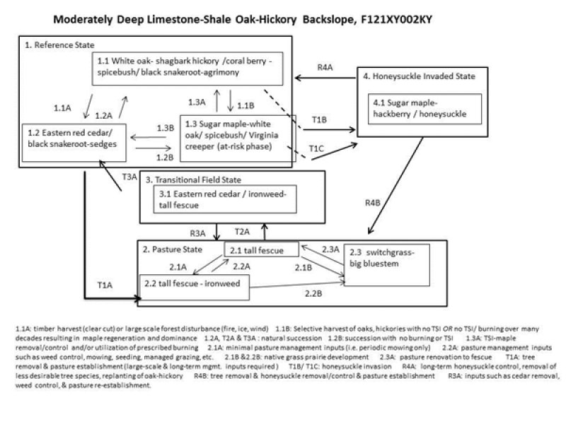 Model diagram