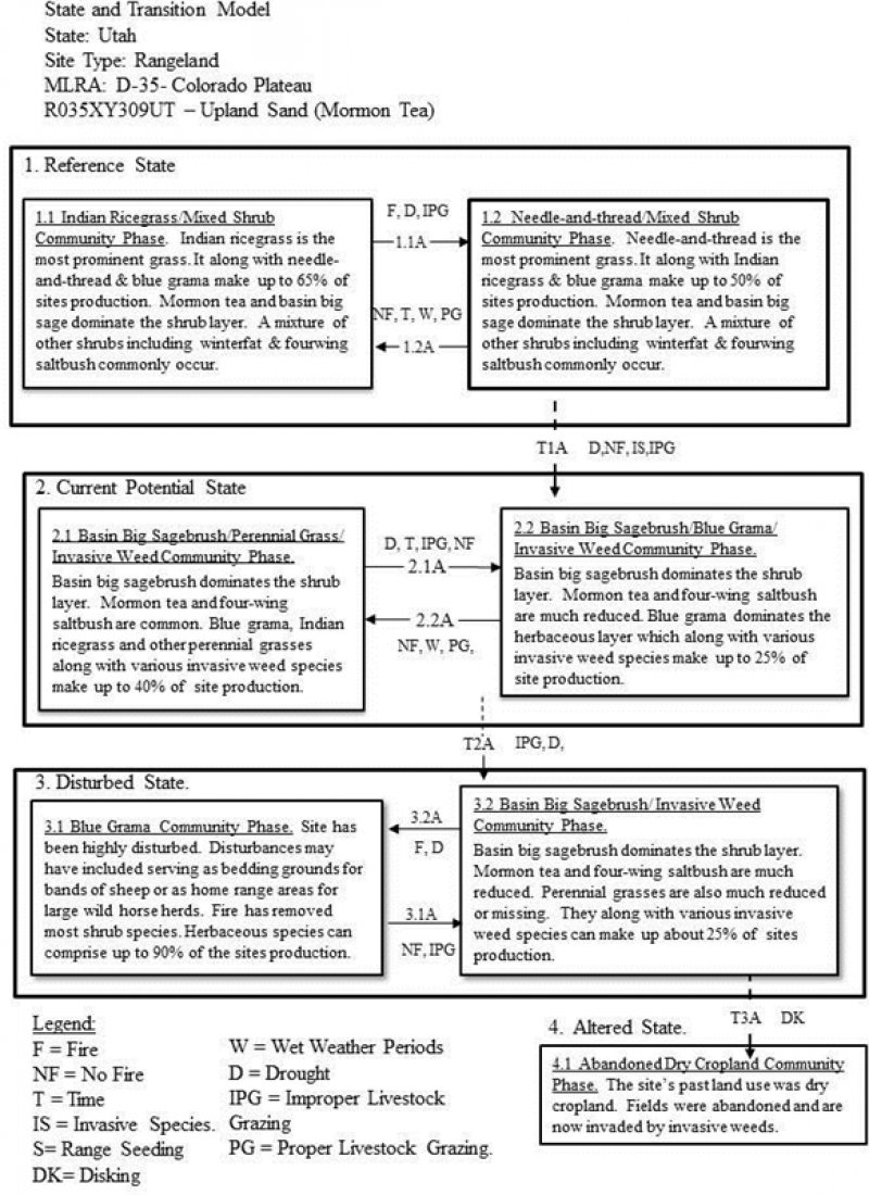 Model diagram