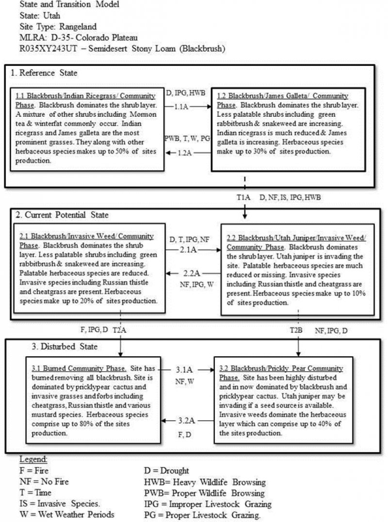 Model diagram