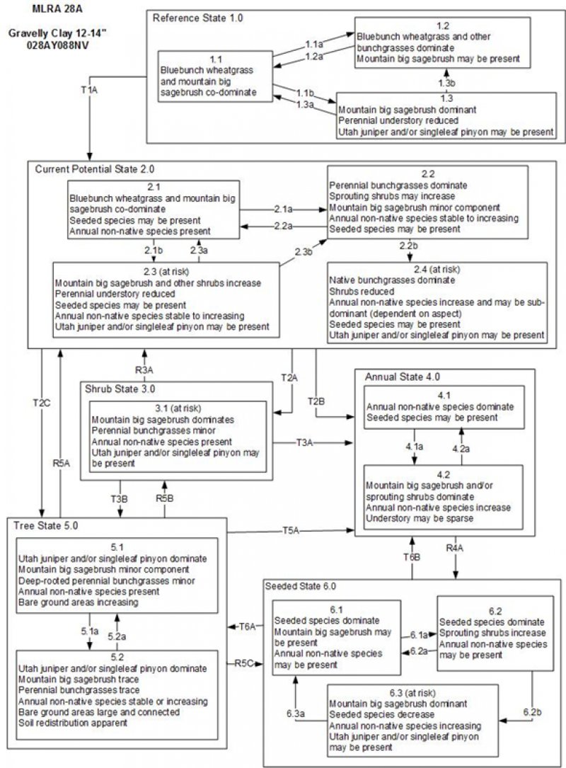 Model diagram