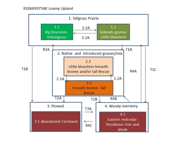 Model diagram