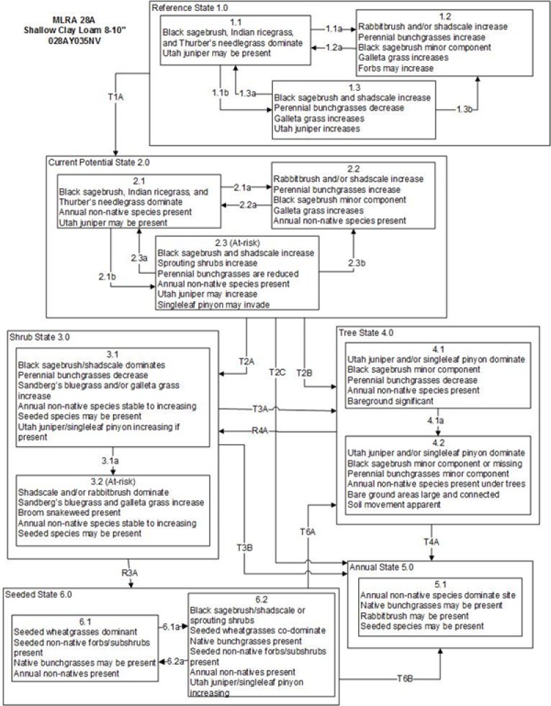 Model diagram