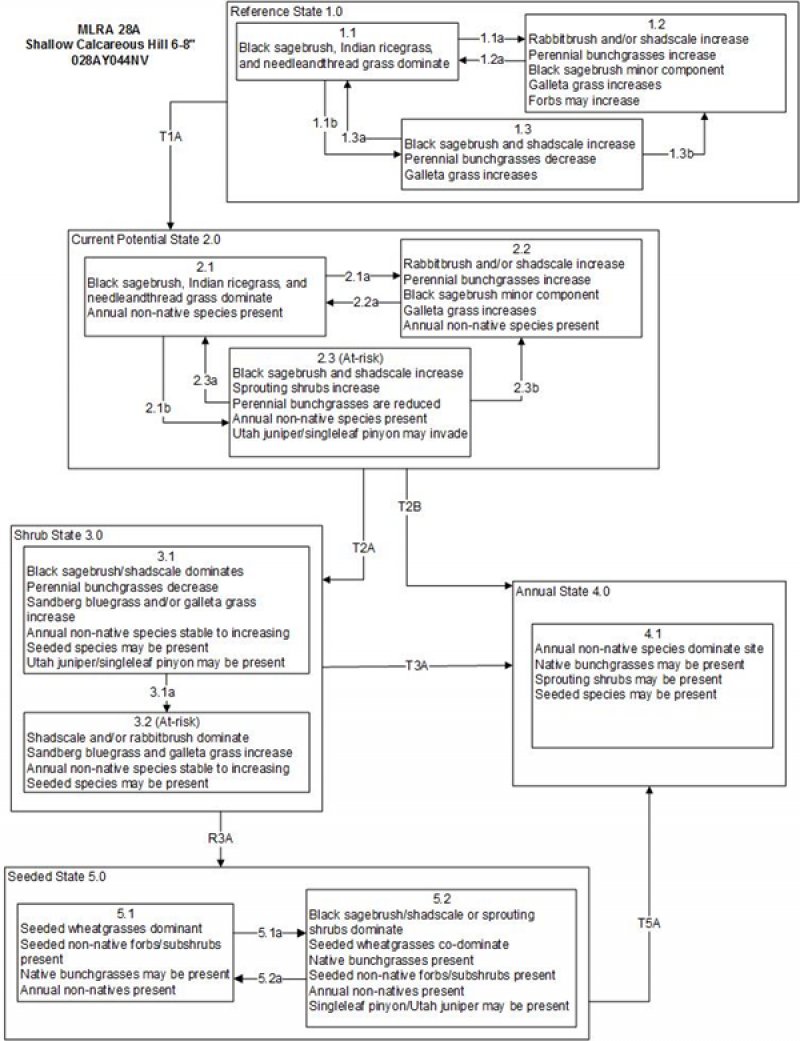 Model diagram