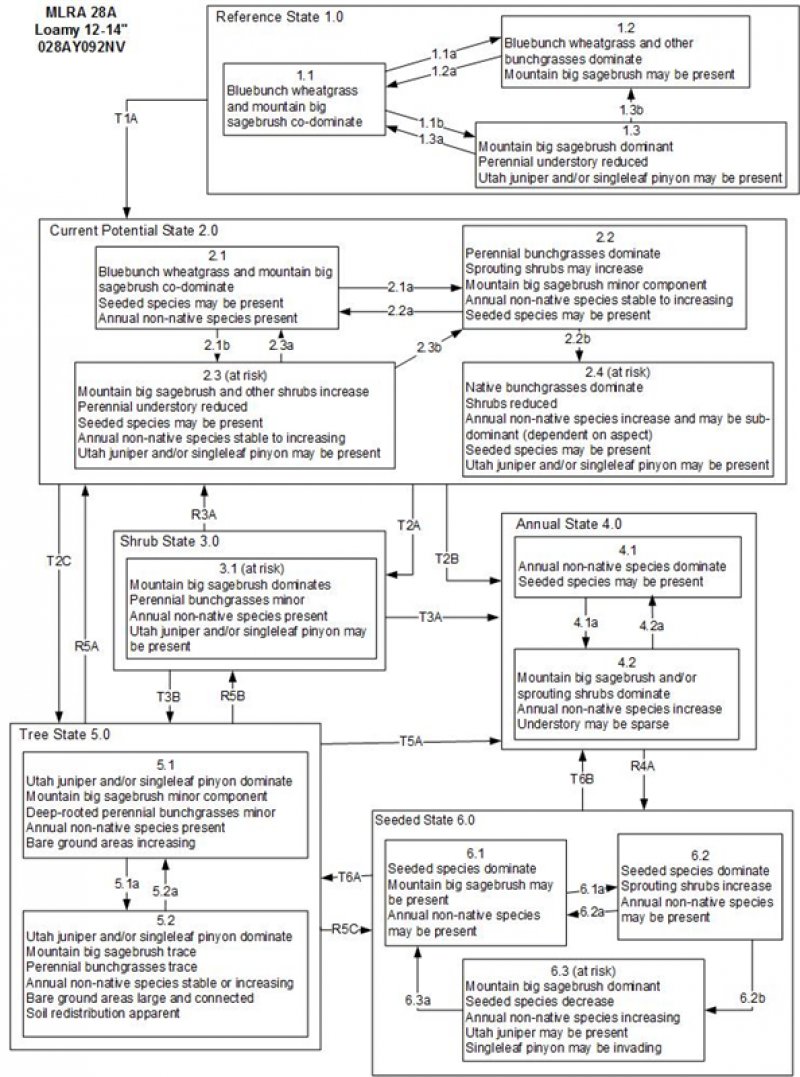 Model diagram