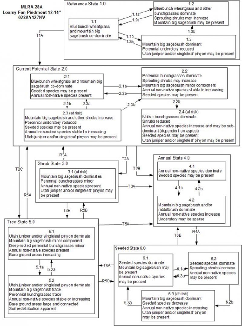 Model diagram