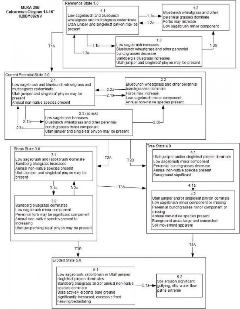 Model diagram