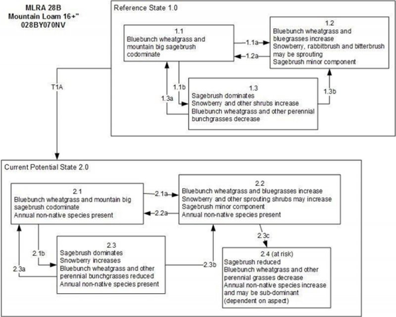Model diagram