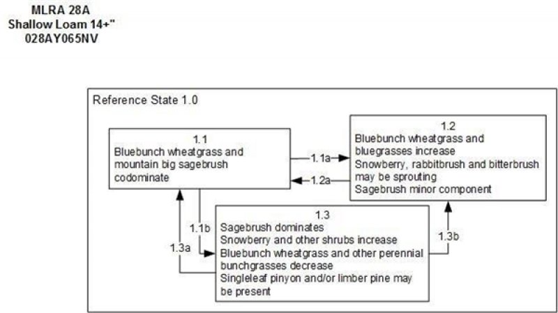 Model diagram