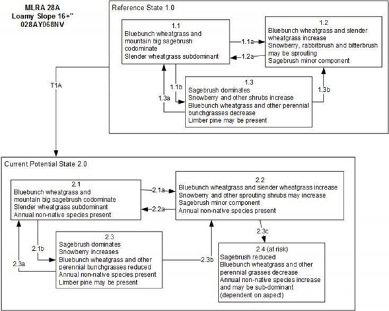 Model diagram