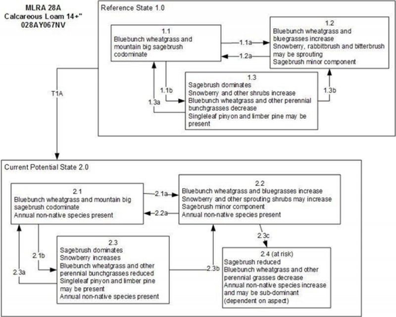 Model diagram