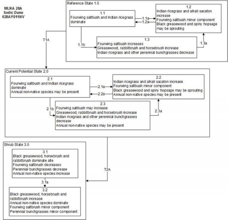 Model diagram