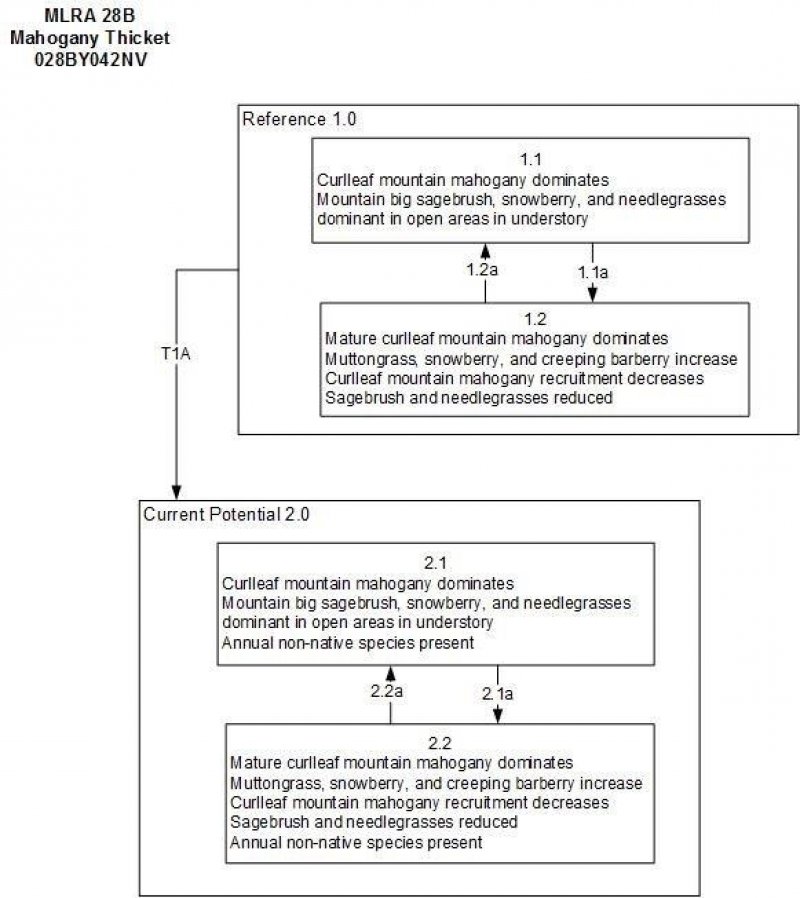 Model diagram