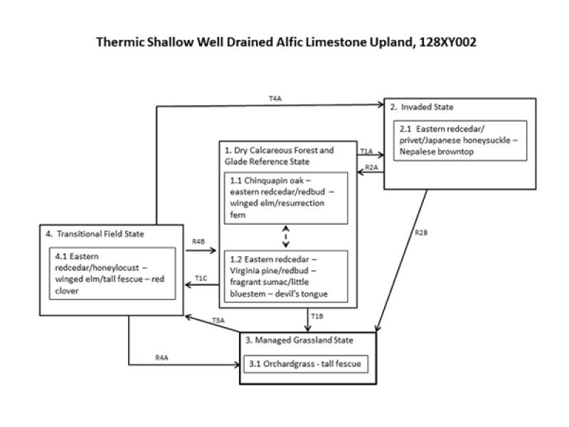 Model diagram