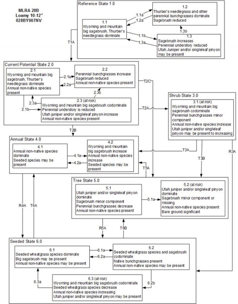 Model diagram