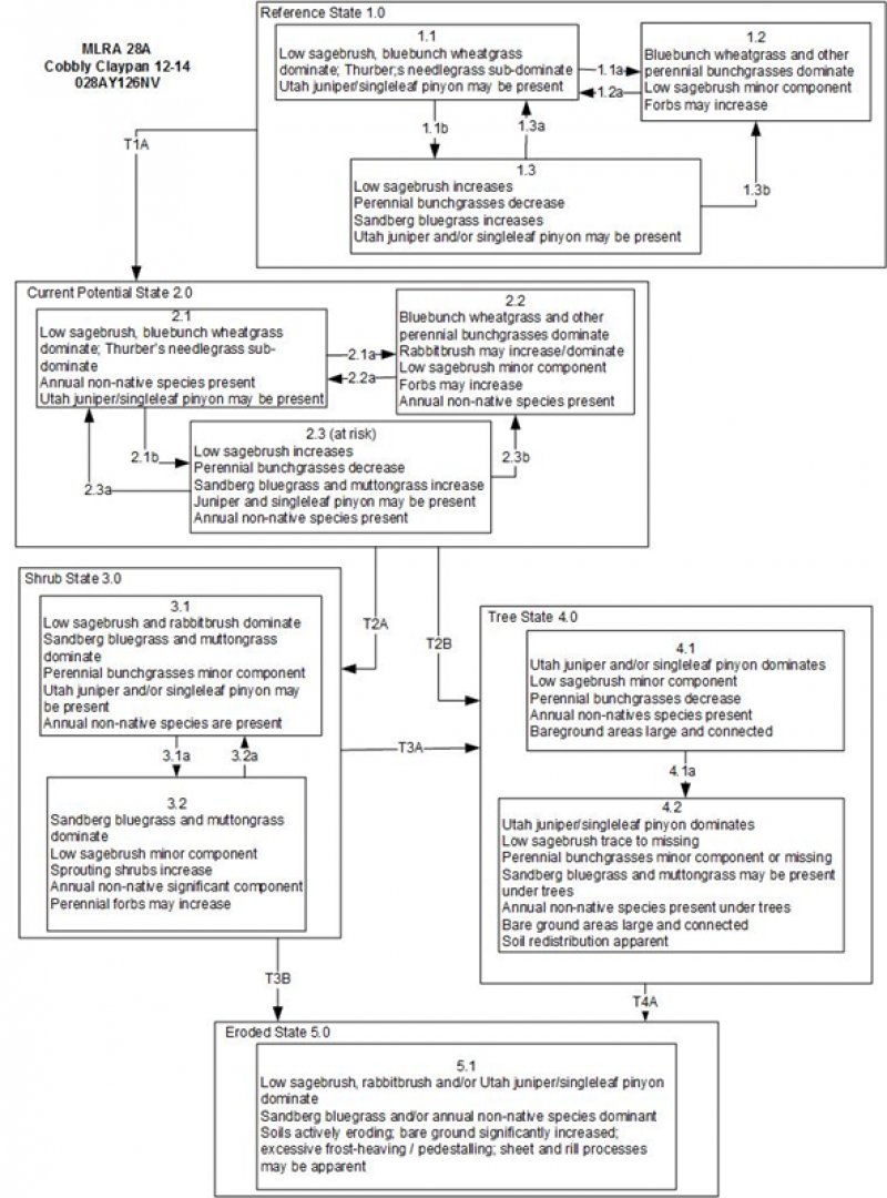 Model diagram
