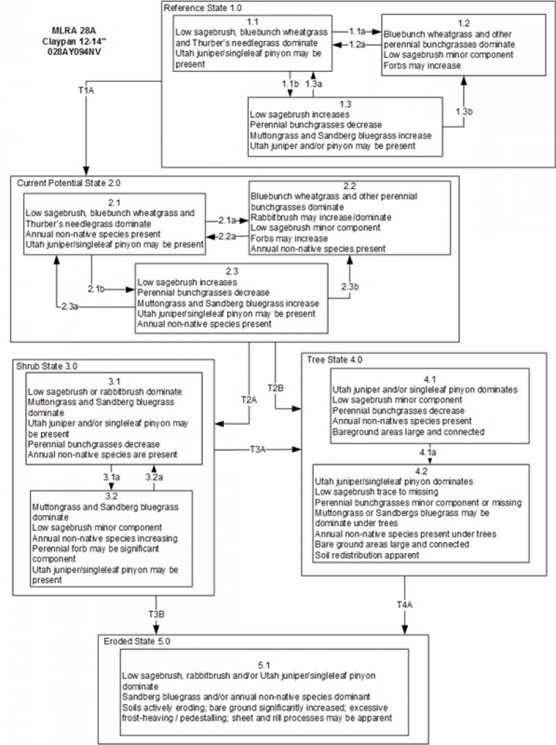 Model diagram