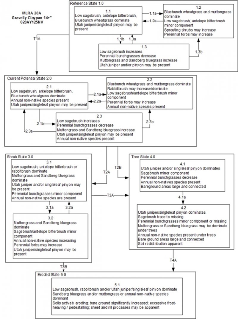 Model diagram