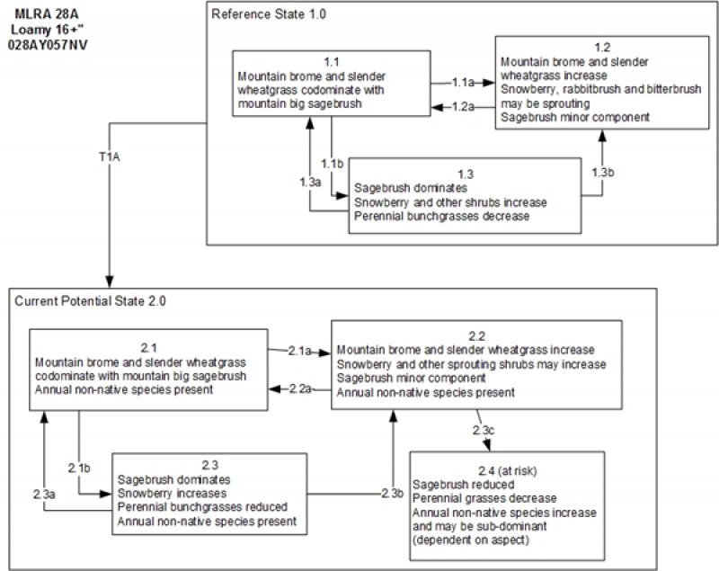 Model diagram