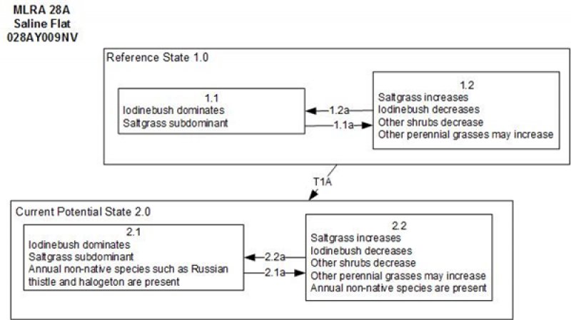 Model diagram