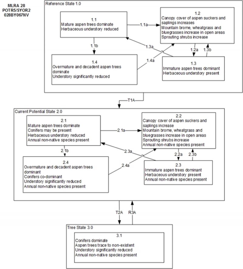 Model diagram