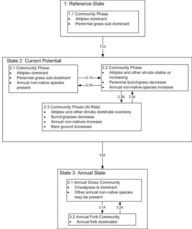 Model diagram