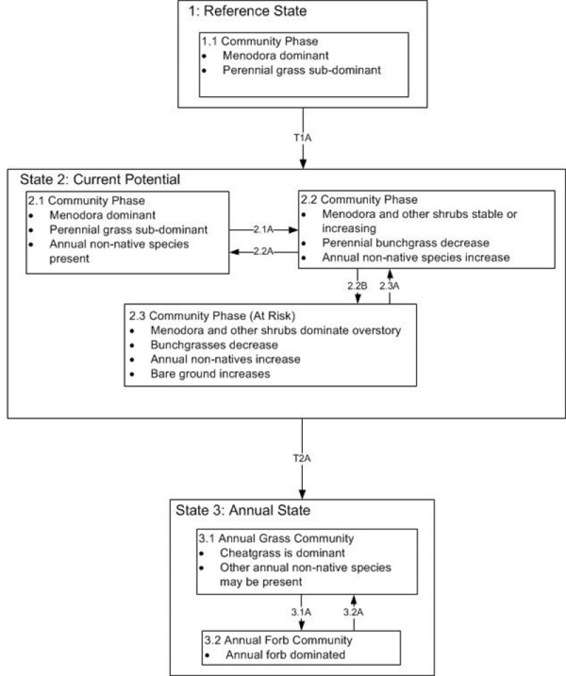 Model diagram