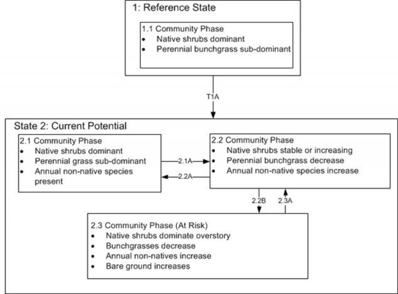 Model diagram