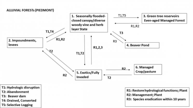 Model diagram