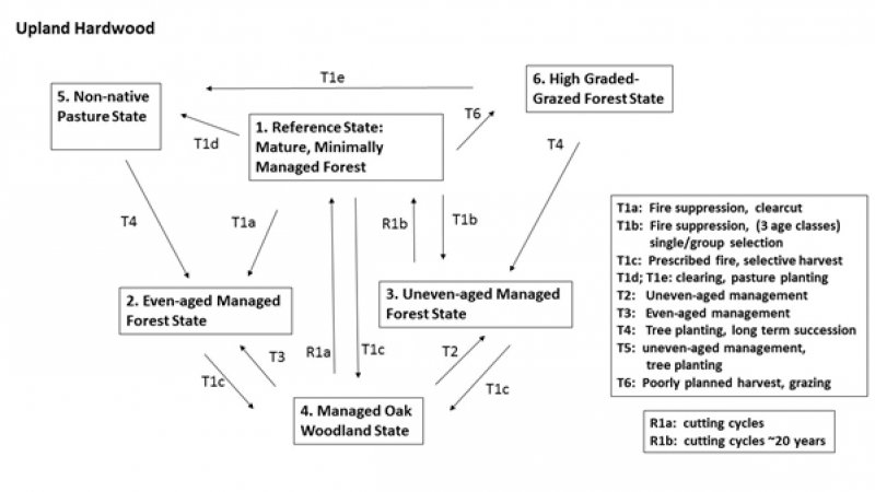 Model diagram